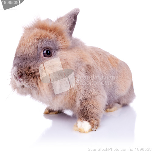 Image of  adorable little brown bunny looking at the camera