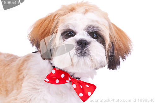 Image of head of a cute shih tzu puppy