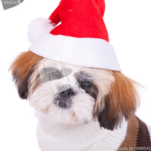 Image of head of a cute shih tzu santa