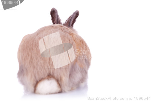 Image of back view of a cute brown little rabbit
