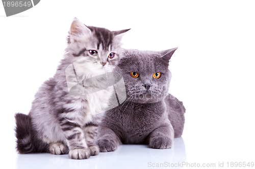 Image of two curious british cats looking to a side