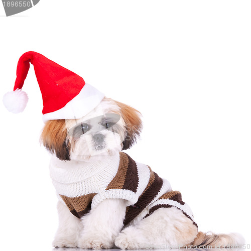 Image of cute shih tzu santa