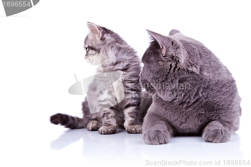 Image of side view of two cats