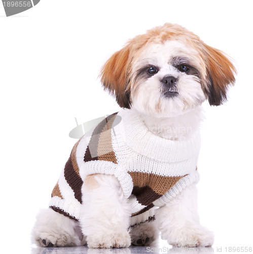 Image of curious little shih tzu puppy, wearing clothes