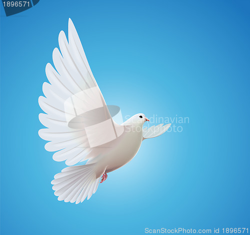 Image of white dove 