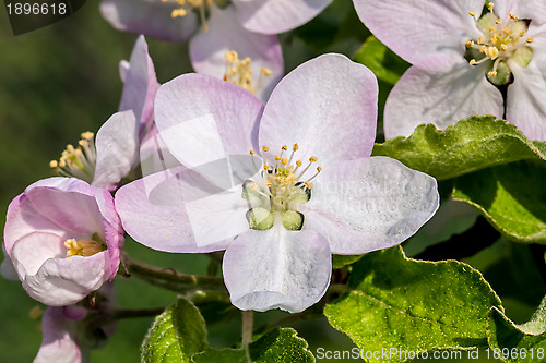 Image of Apple Blossom