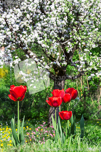 Image of Red Tulip