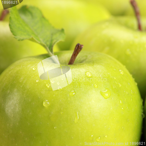 Image of Green apples with water drops