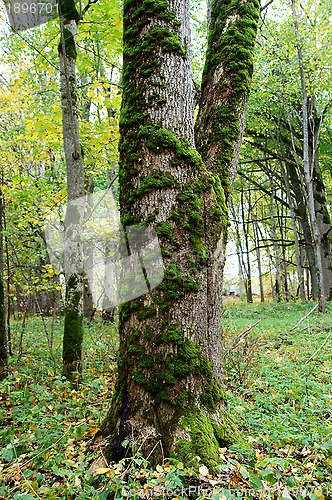 Image of Tree trunk