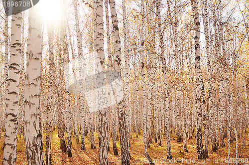 Image of autumn forest