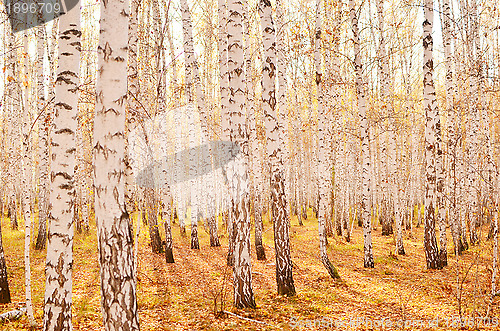 Image of autumn forest