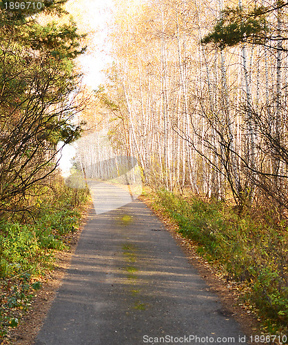 Image of autumn road