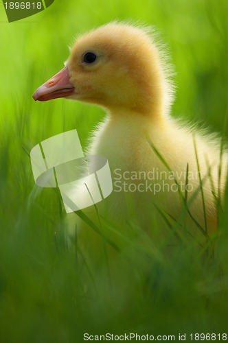 Image of Domestic gosling