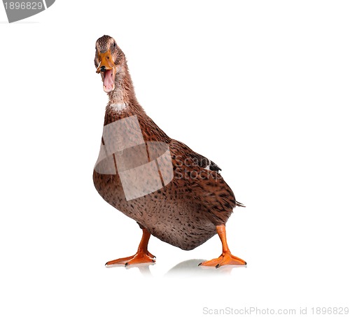 Image of Domestic duck