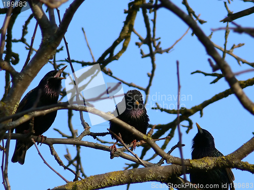 Image of Meeting. Starlings