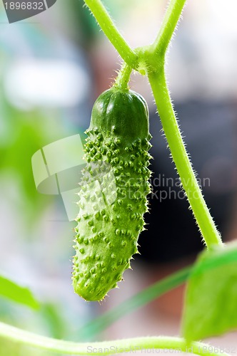 Image of Green cucumber