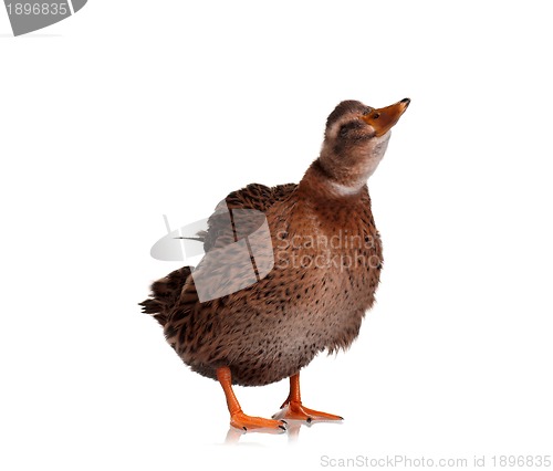 Image of Domestic duck