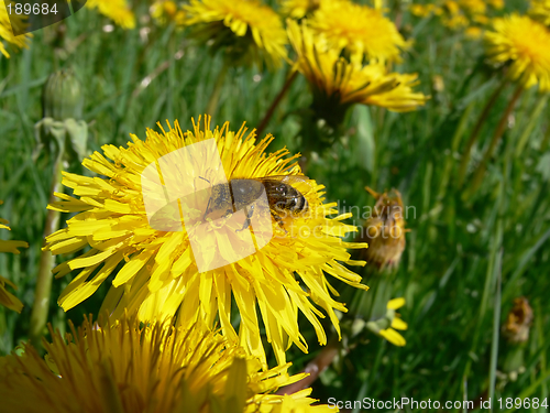 Image of Honeybee