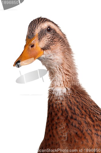 Image of Domestic duck