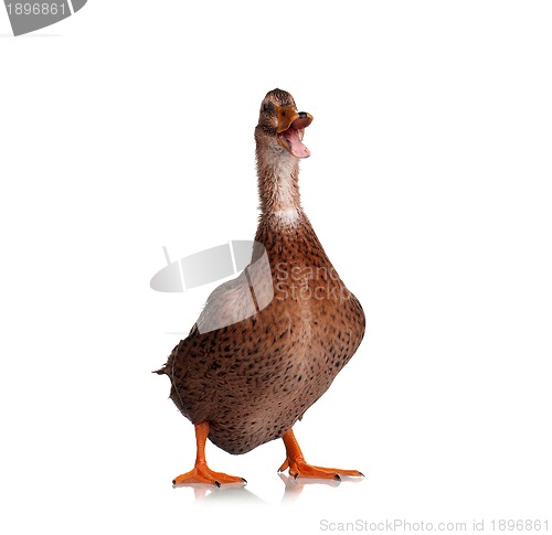 Image of Domestic duck