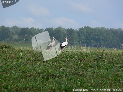 Image of White storks