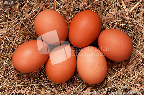 Image of Eggs in nest