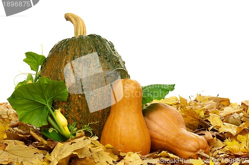 Image of Ripe pumpkins