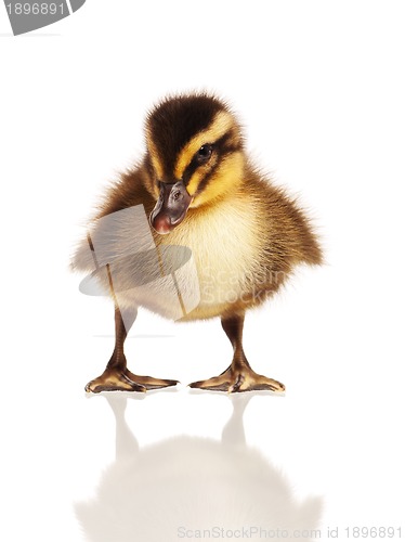 Image of Domestic duckling