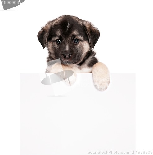 Image of Puppy with paper