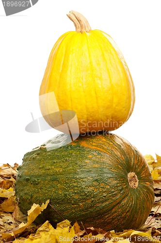 Image of Ripe pumpkins
