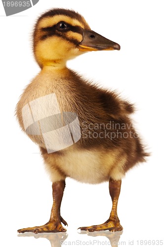 Image of Domestic duckling