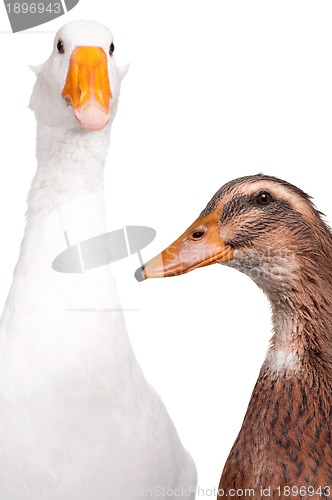 Image of Duck and goose