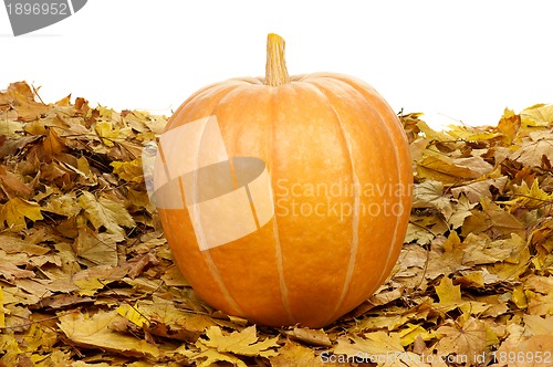 Image of Ripe pumpkins