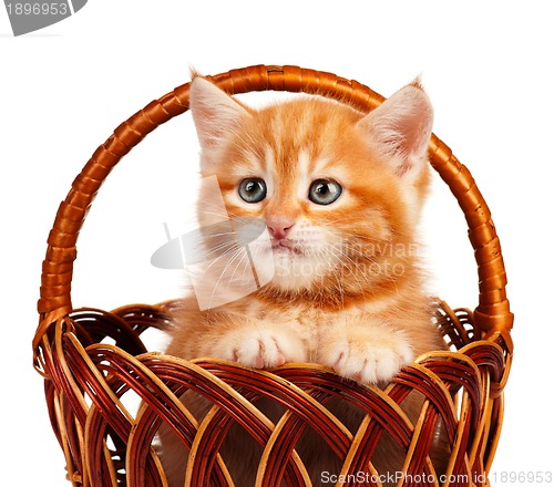 Image of Red kitten