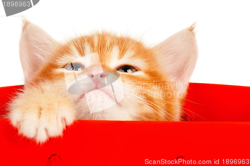 Image of Red kitten