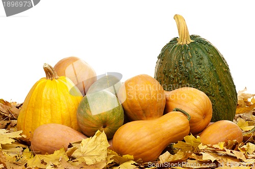 Image of Ripe pumpkins