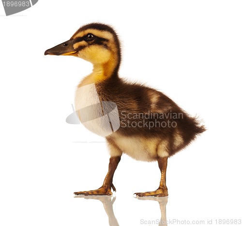 Image of Domestic duckling