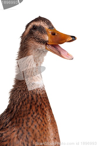 Image of Domestic duck