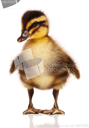 Image of Domestic duckling