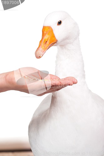 Image of Domestic goose