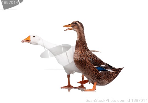 Image of Duck and goose