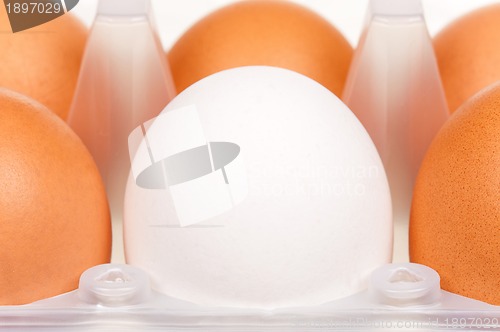 Image of Eggs in box