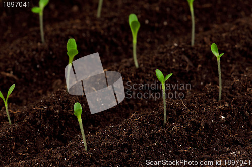 Image of Green seedling