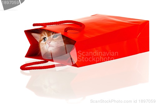 Image of Red kitten