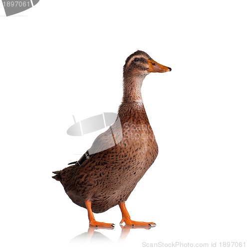 Image of Domestic duck