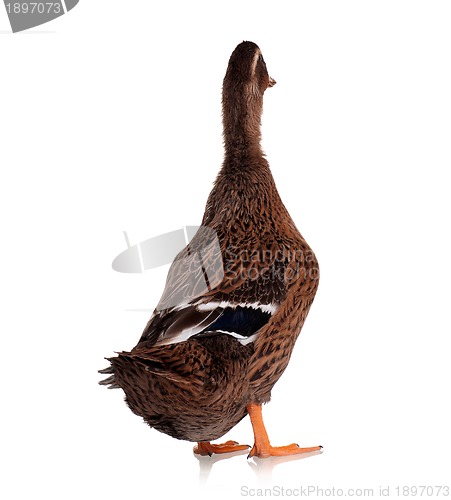 Image of Domestic duck