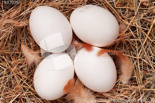 Image of Eggs in nest