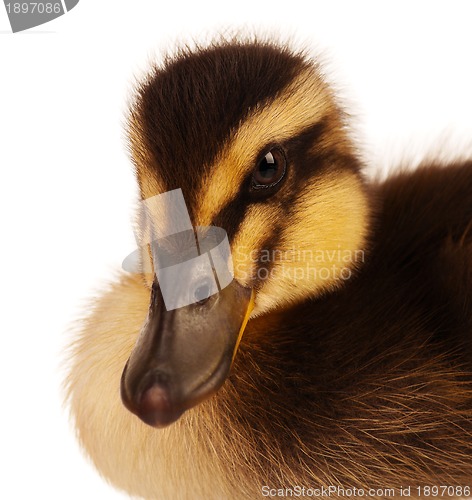 Image of Domestic duckling