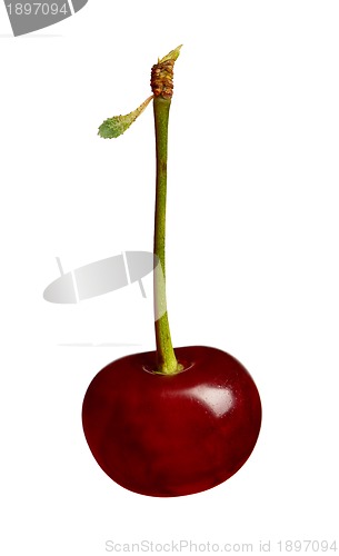 Image of Sweet cherries