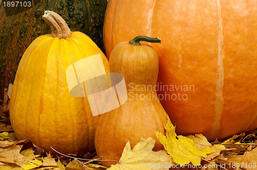 Image of Ripe pumpkins